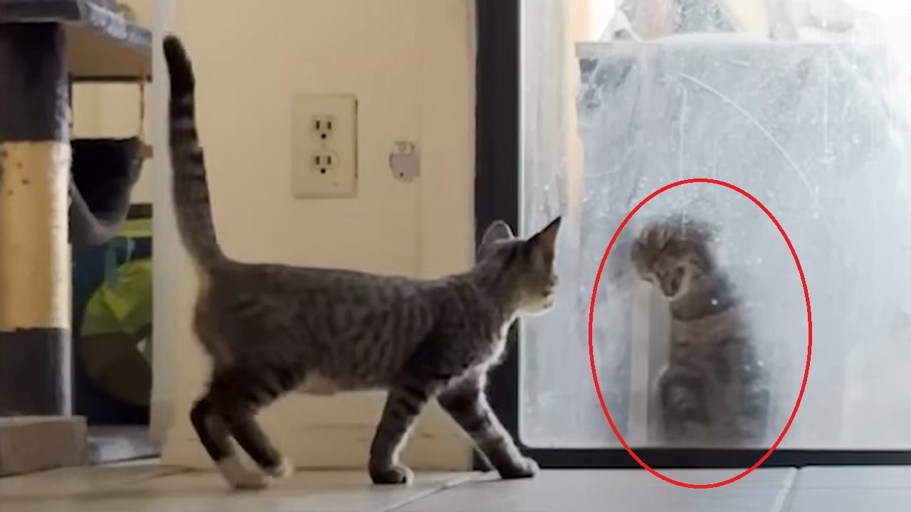 Cat Chaos to BFFs: Sassy Cat vs. New Kitten Showdown!