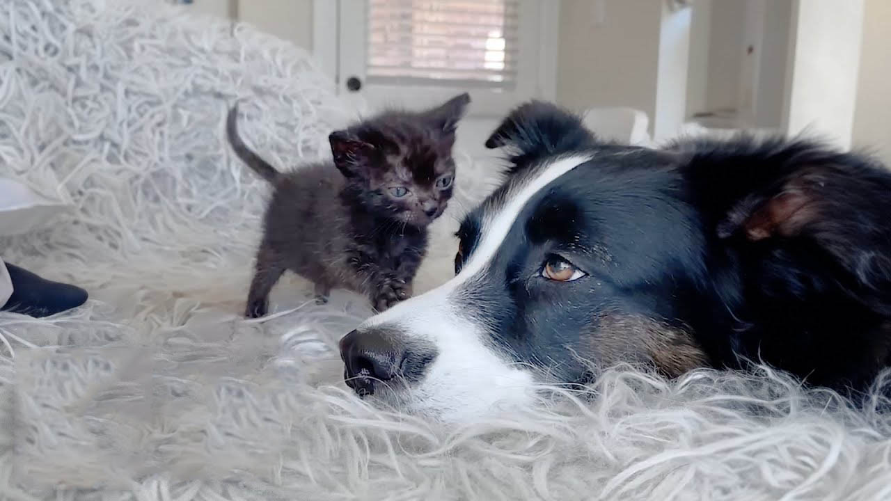 This dog loves kittens, and she is the best nanny, helping to foster them.