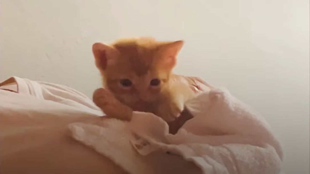 Grandma found a kitten in the streets and took it home