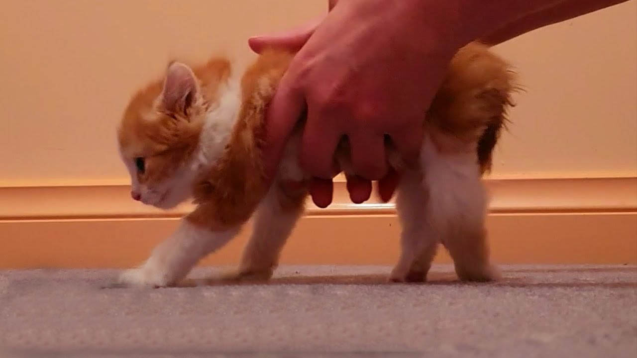 Paralyzed Kitten Finds His Way to Walk
