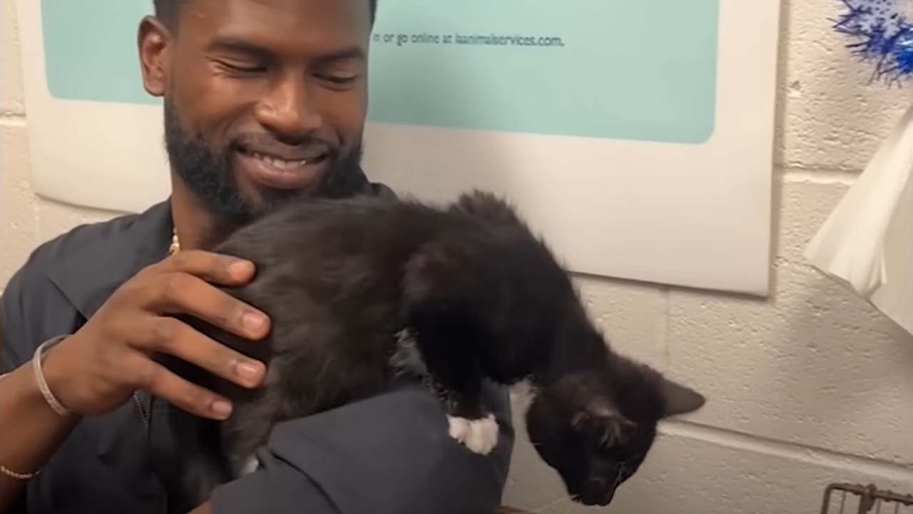 Guy tries to foster his first kitten