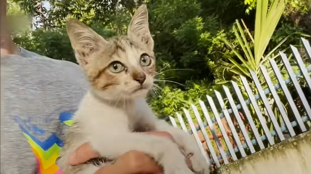 Guy finds a kitten while on his morning run