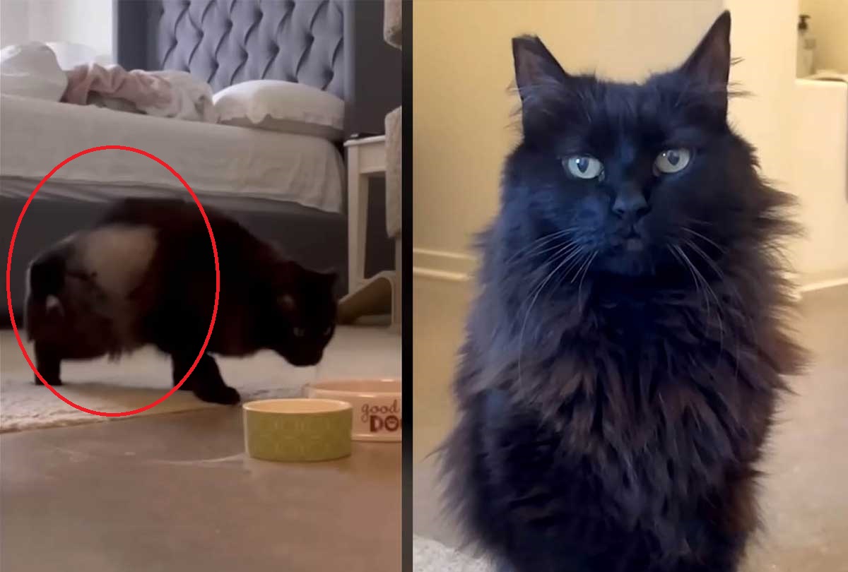 Cat diagnosed with aggressive cancer proves that miracles exist