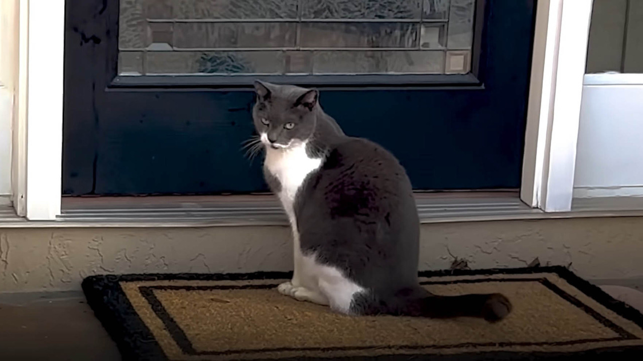 Cat joins dogs on their daily walks and even ends up inside their home sometimes