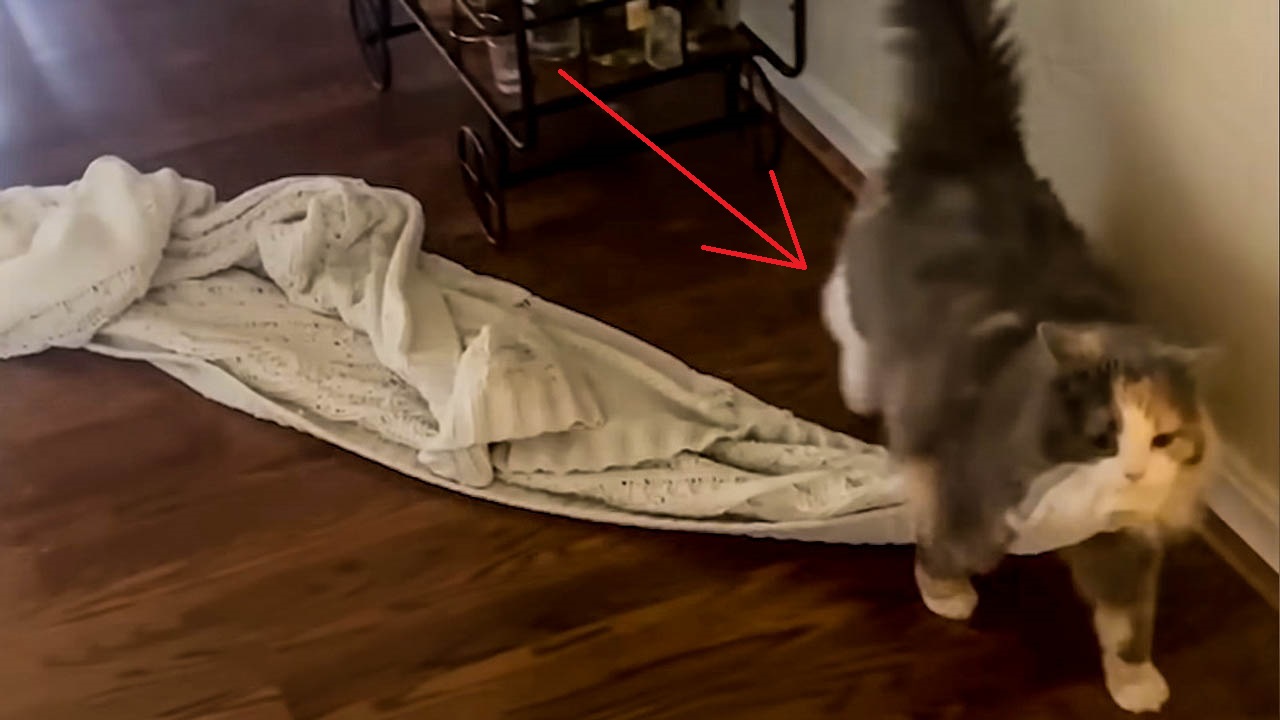 Rescue cat loves to carry her favourite blanket all around the house