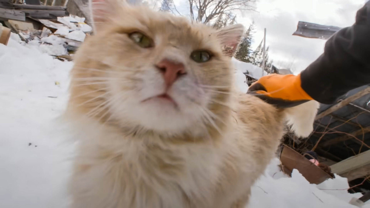 Man bought a piece of land that came with a stray cat included