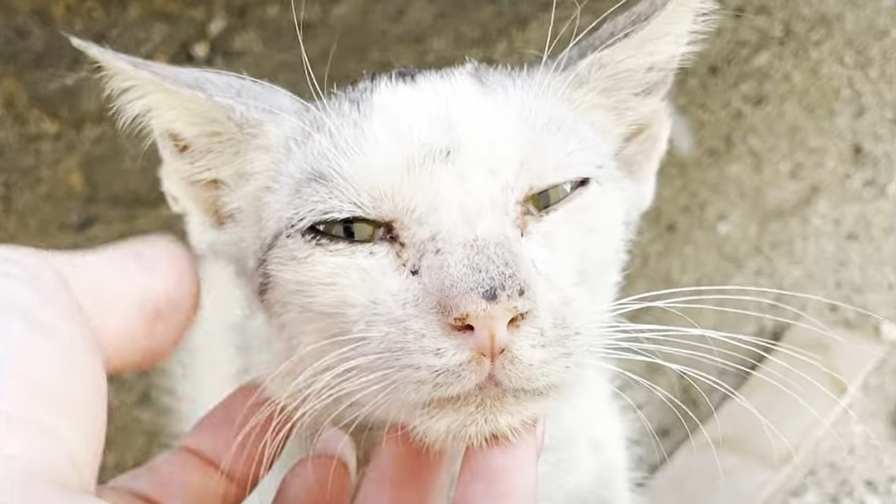 Stray kitten in poor condition from Dubai ends up with his new adoptive family in the UK