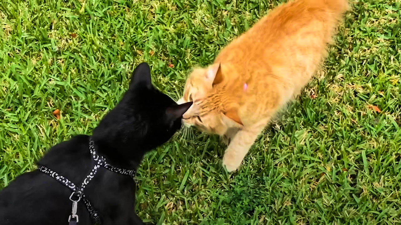 Cat prince falls in love with the cat next door.