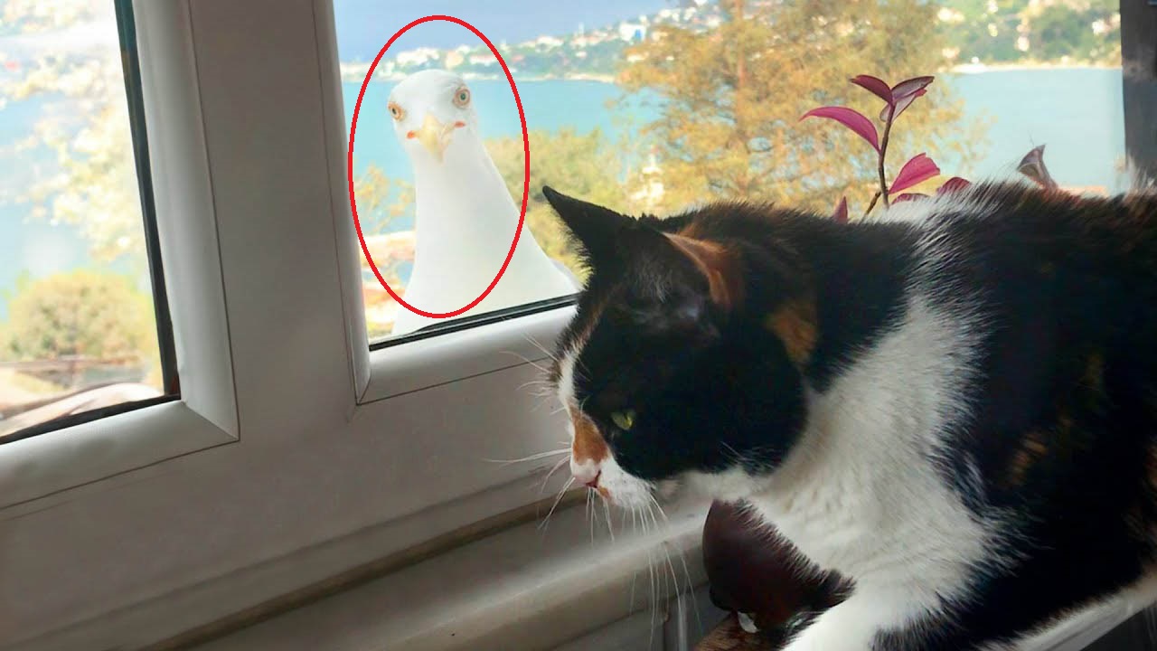 This kitty gets visited by her seagull BFF daily