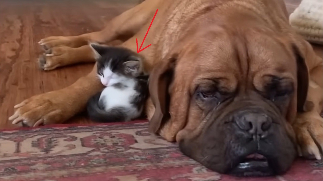 Tiny rescue kitten is absolutely obsessed with a 60-kilogram dog