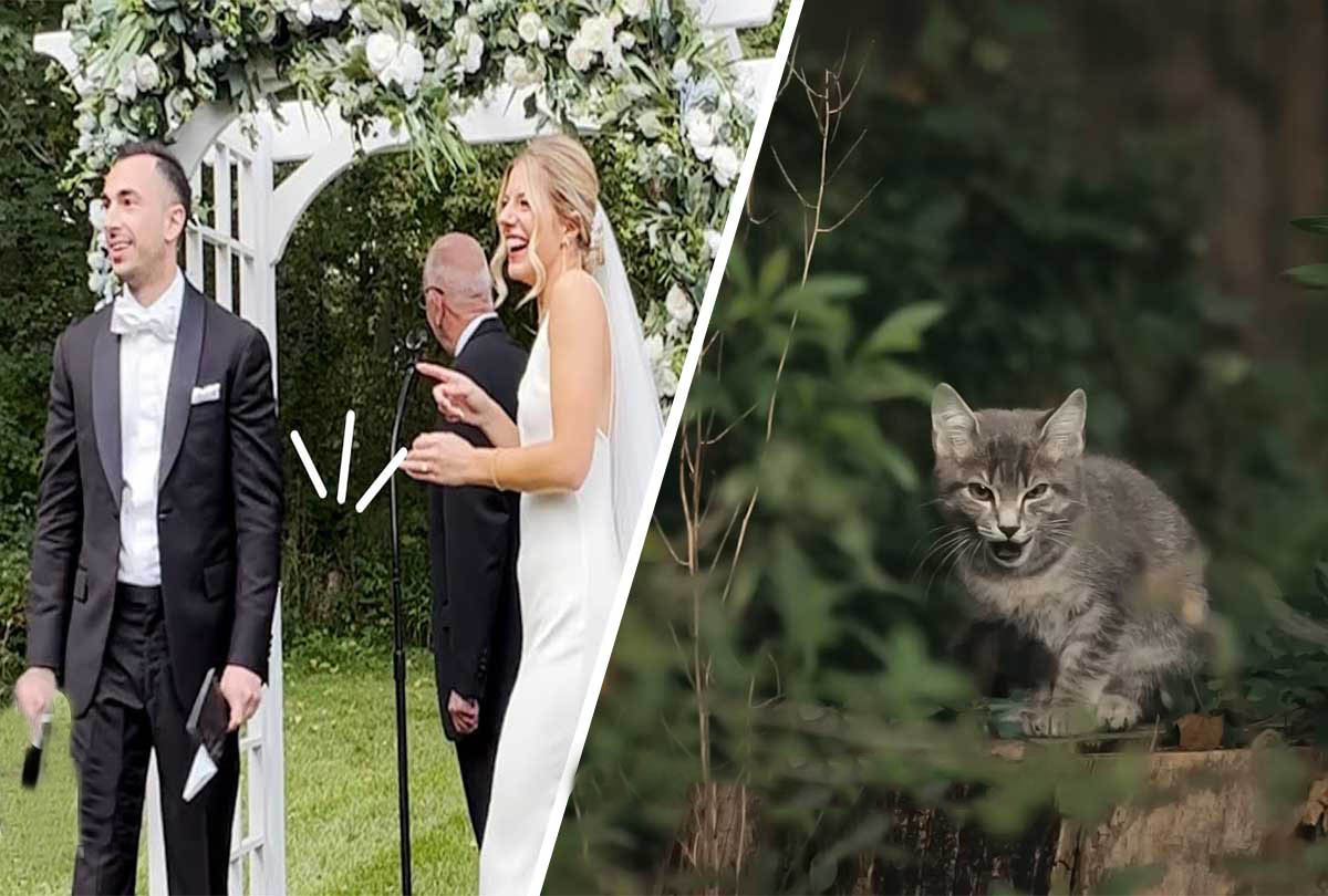 Couple adopts a stray cat that crashed their wedding ceremony