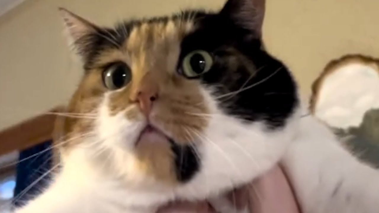This Quiet Shelter Cat Won't Stop Talking After Adoption [Video]