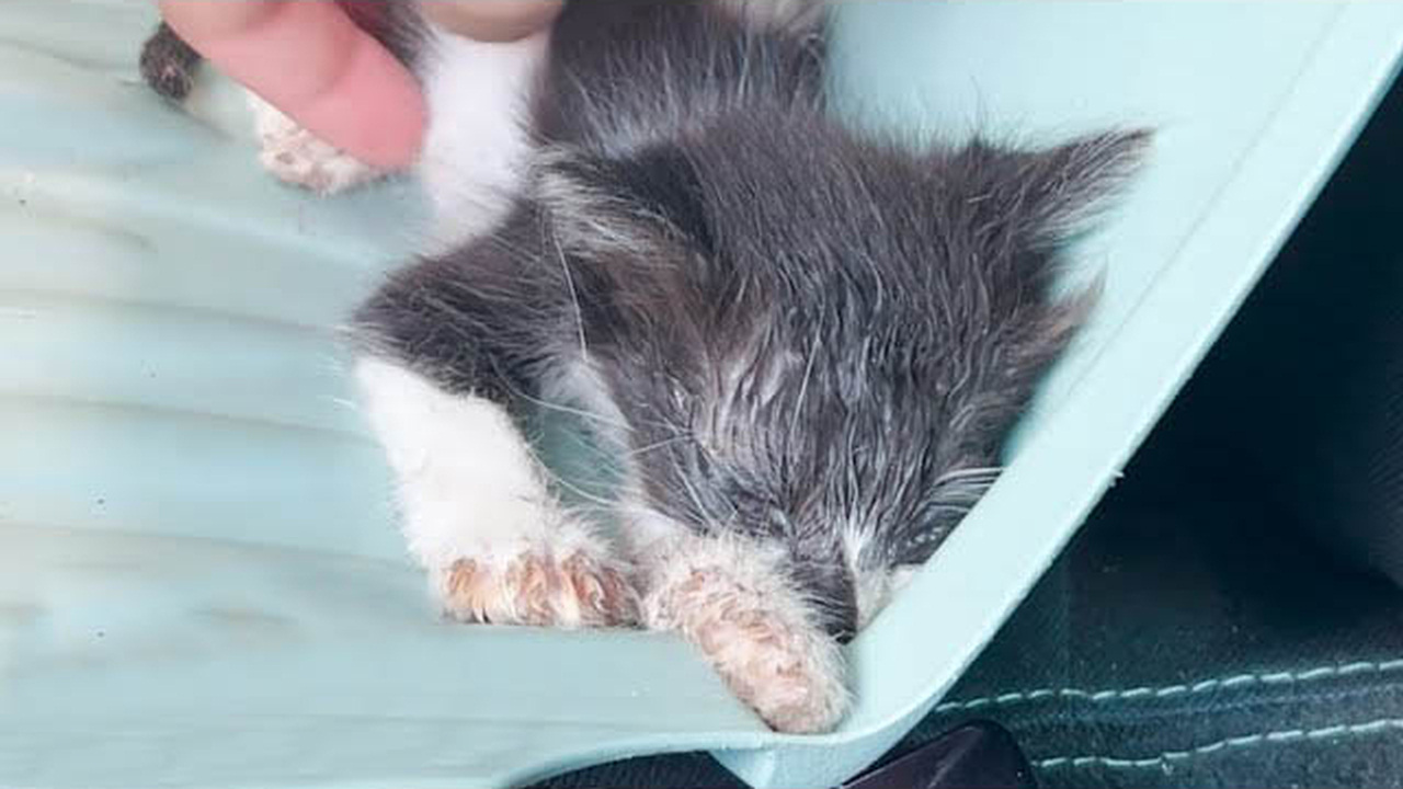 Kitten found almost dead makes an amazing recovery