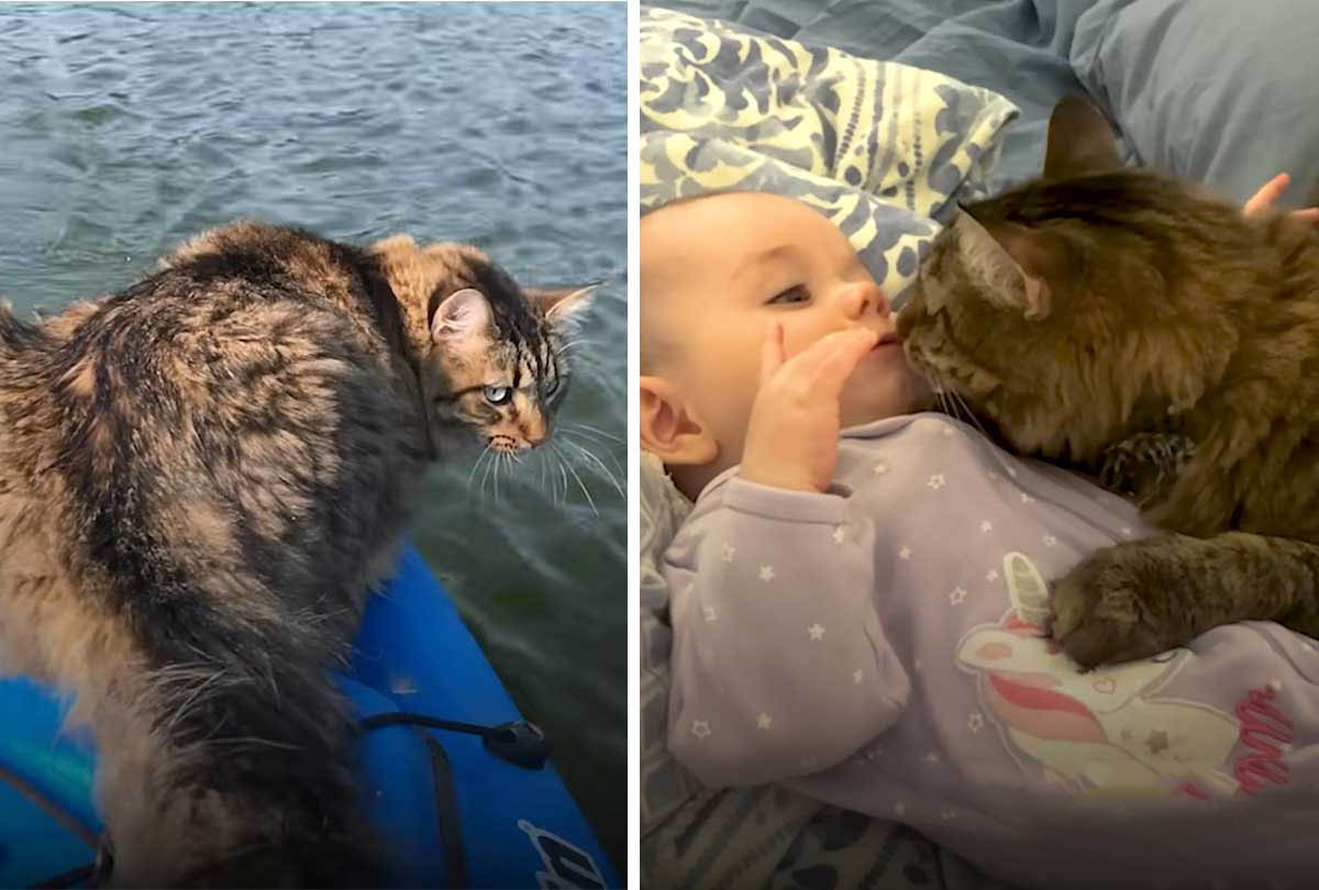 This cat loves adventure but most of all, he loves his little sister