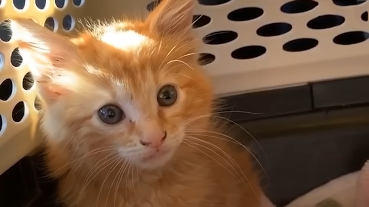 Scared abandoned kitten becomes the baby of the family