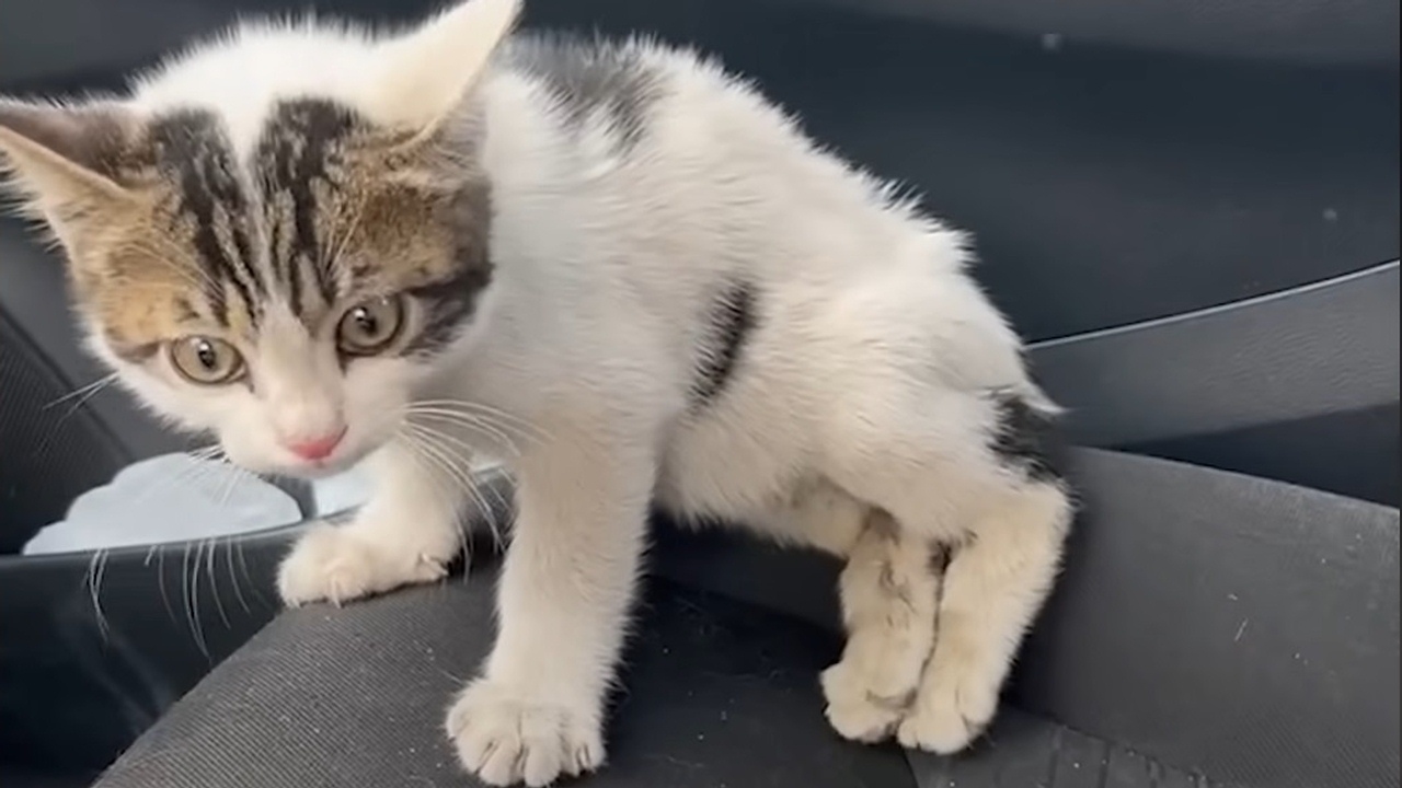 Rescuing this cat that couldn't walk changed this woman's life