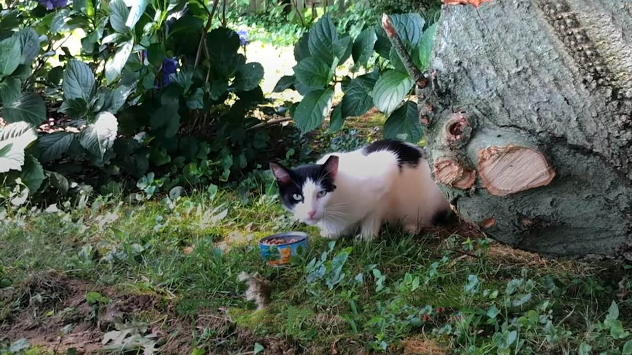Woman tries to befriend a stray cat by giving him food every day