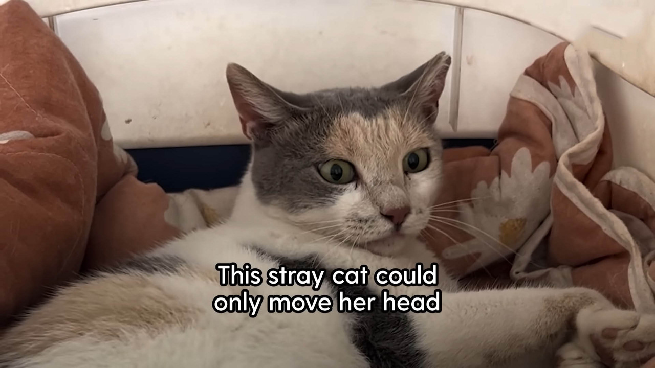 The vet said this cat was paralyzed, but she defied all the odds.