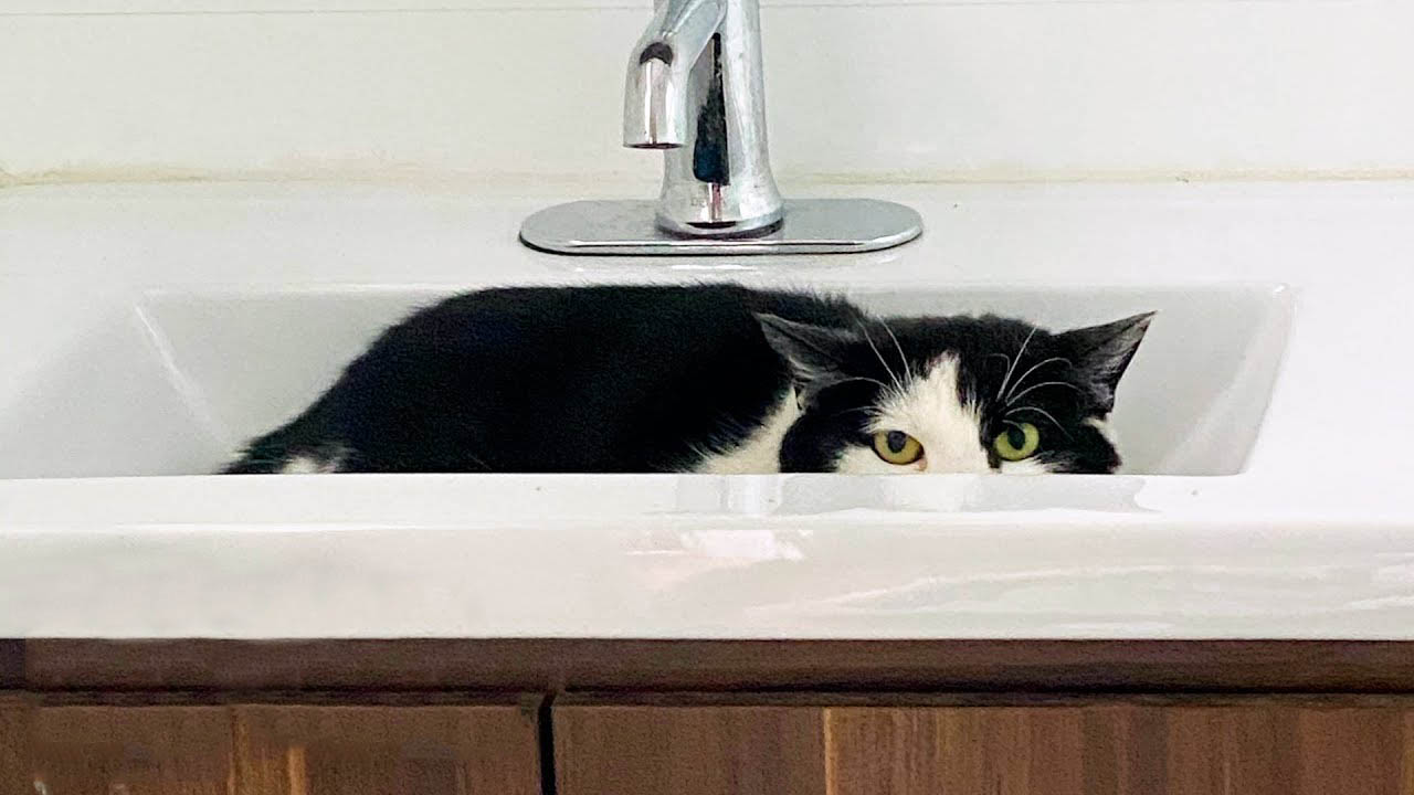 Scared rescue cat was hiding from her foster mom for a year