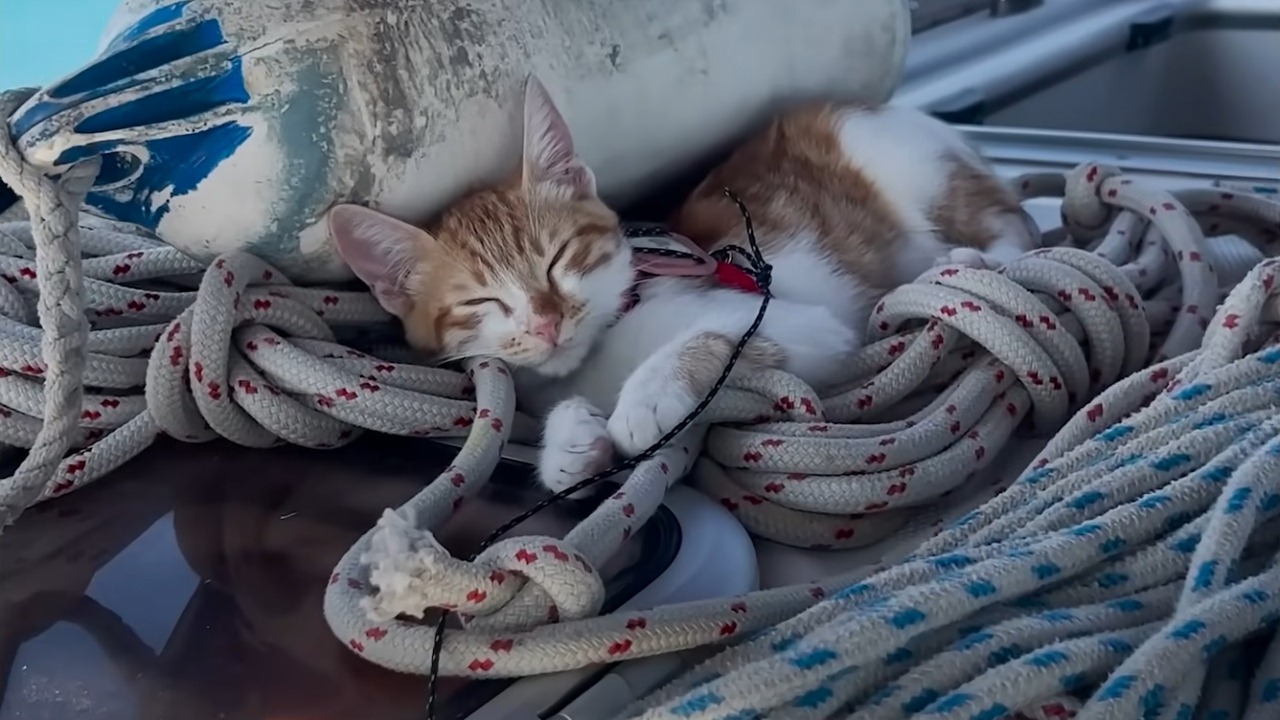 Couple rescues a kitten from a bush in Greece and takes her on their sailboat