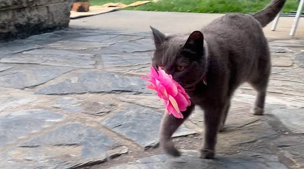 Stray cat brings flowers to her new mom every single day