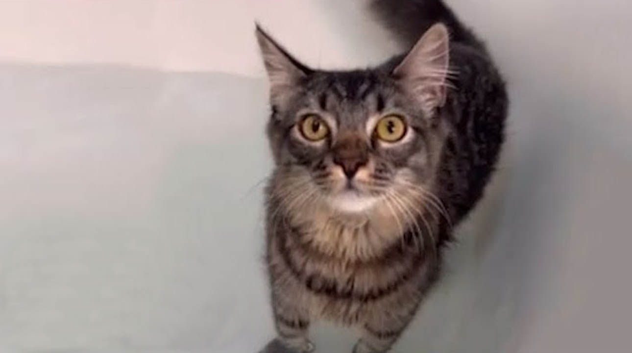 Woman discovers that her cat loves taking baths