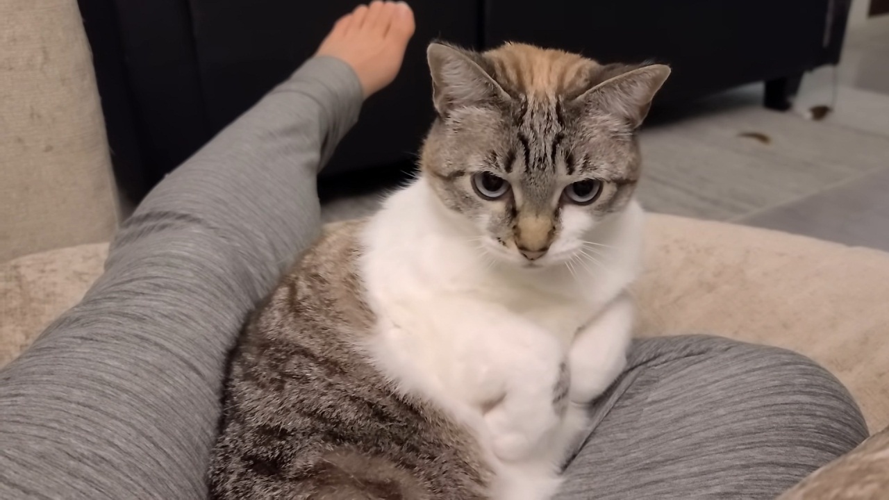 Cat doesn't want to be touched. Cat just wants to sit on human.