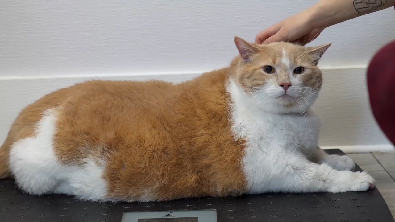 This cat used to weigh a whopping 19.5 Kg