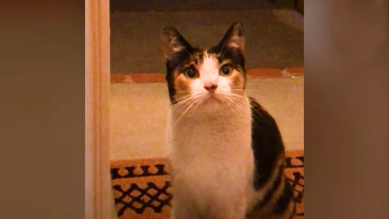 Stray cat visits woman's house every day until she becomes part of the family