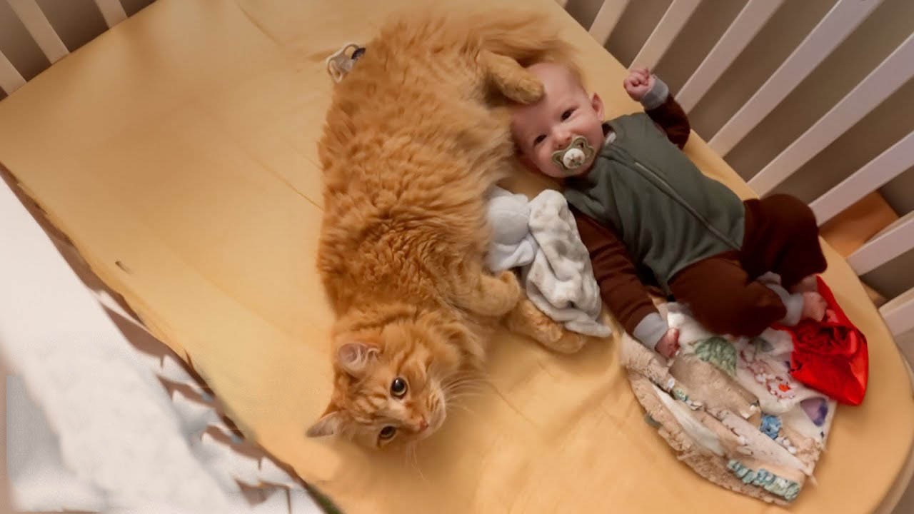 Cat loves to wake up his baby brother every morning