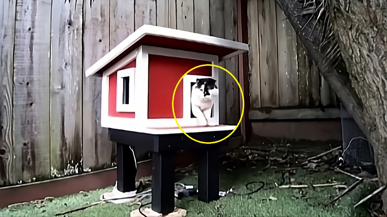Kind man builds a house for a stray cat in his yard