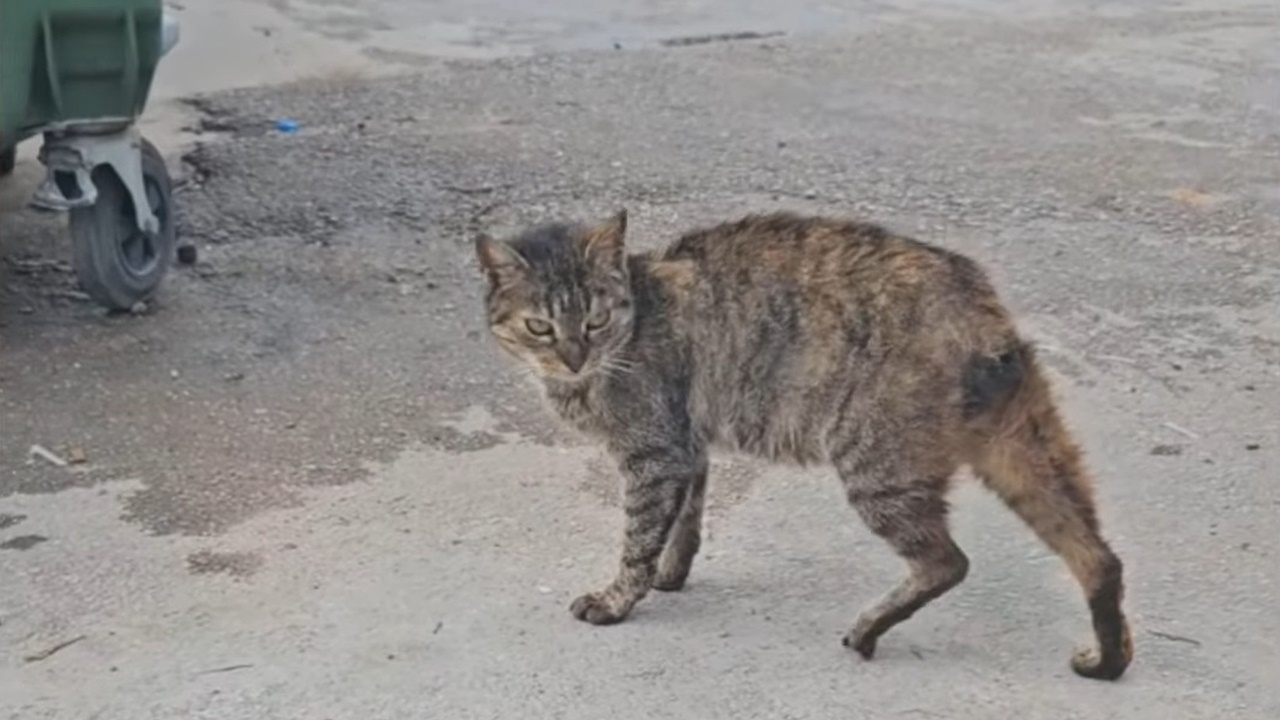 Woman finds a cat with no tail living by the bins
