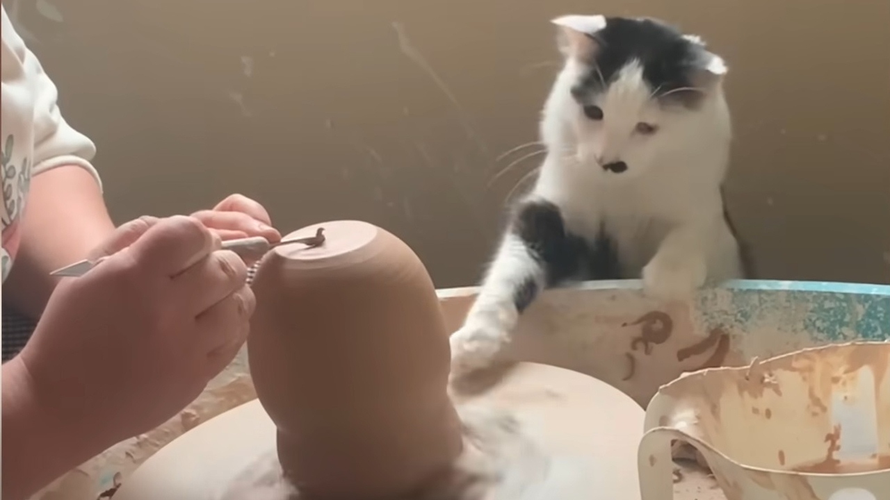 Cat loves to be around her mom's pottery wheel