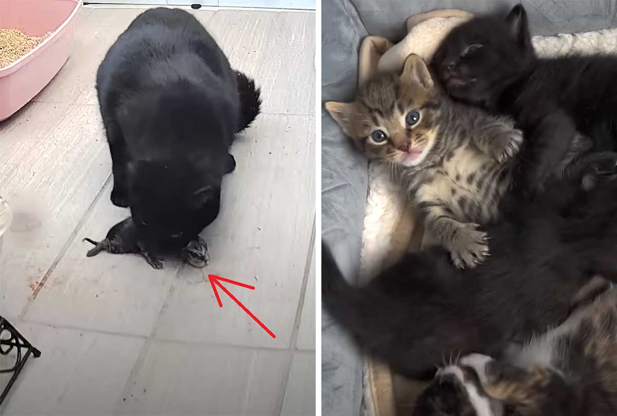 Pregnant street cat gives birth only 10 days after being adopted