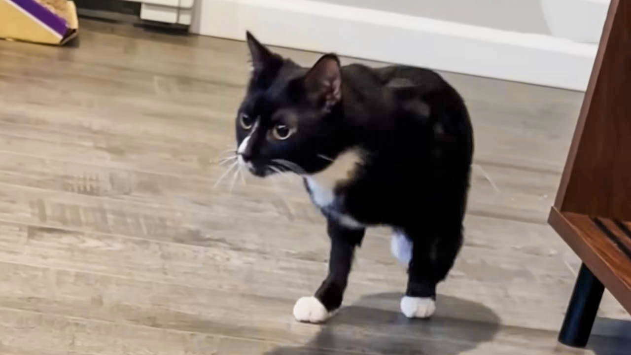 Having only two legs won't stop this cat from zooming around.