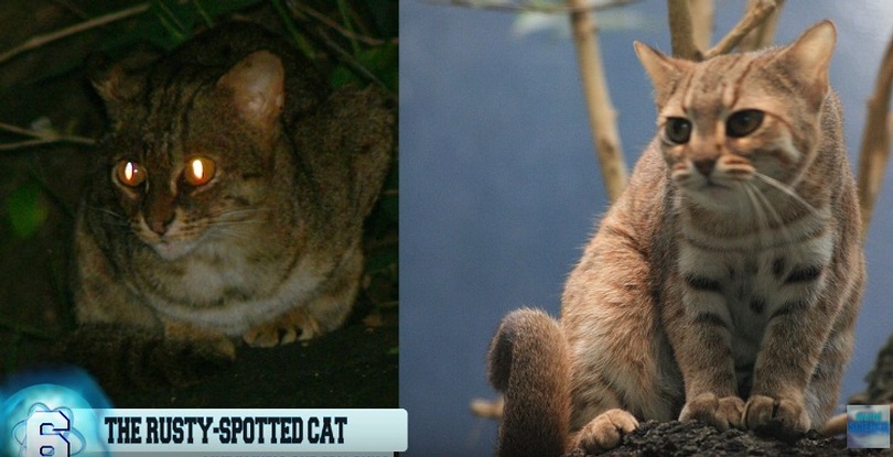 14 Wildcats You Didn't Know Exist