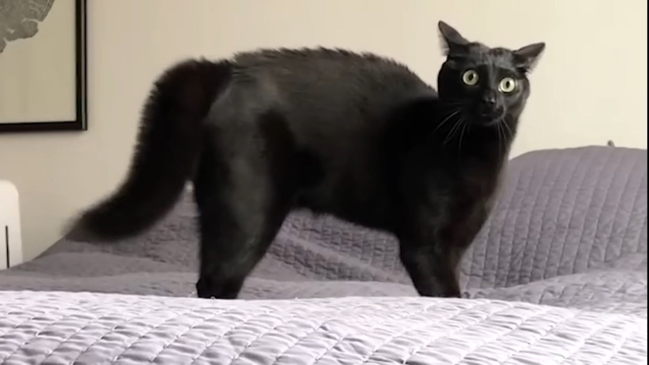 This black cat loves to scare mum by fluffing herself up