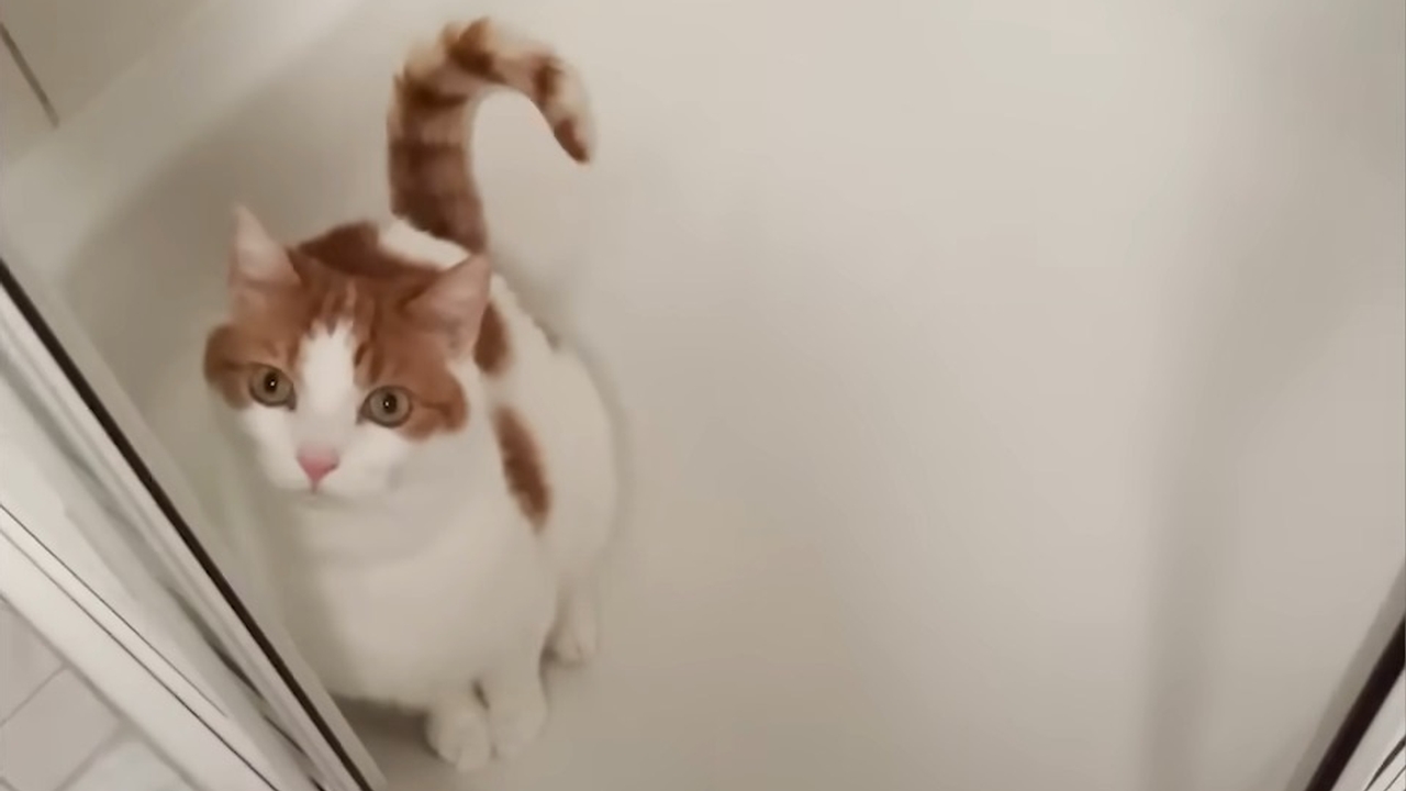 This senior rescue cat absolutely loves taking showers with mom.