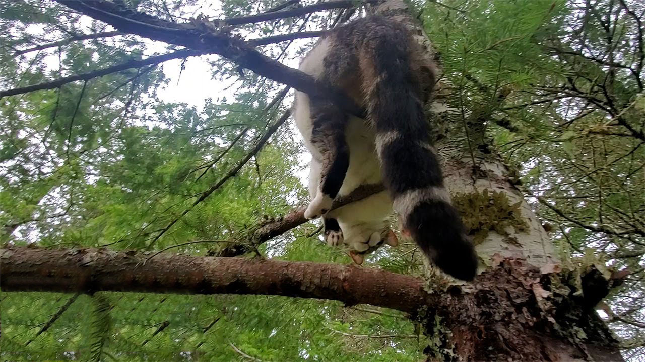 Cat gets stuck on a 15-meter tree for two days.