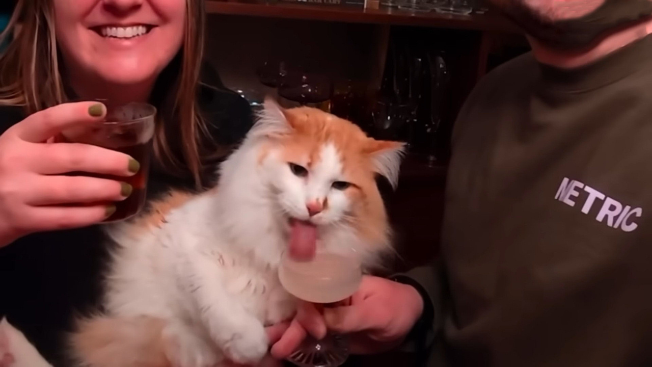 Three-legged cat asks for cocktails every day.