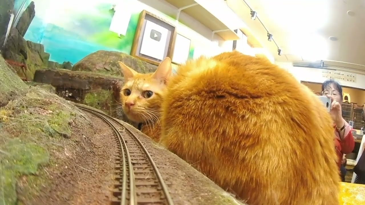 Welcome to Purrville, where the trains are tiny and the cats are giants!