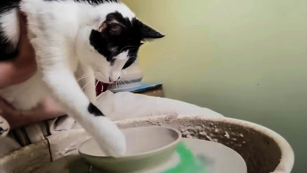 This adorable cat is fascinated by pottery