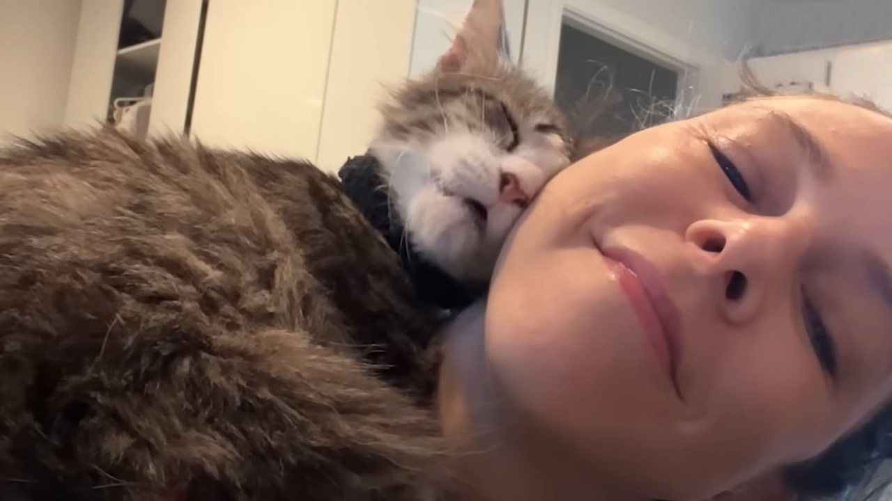 Foster cat shows up in this woman's life exactly when she needed him the most.