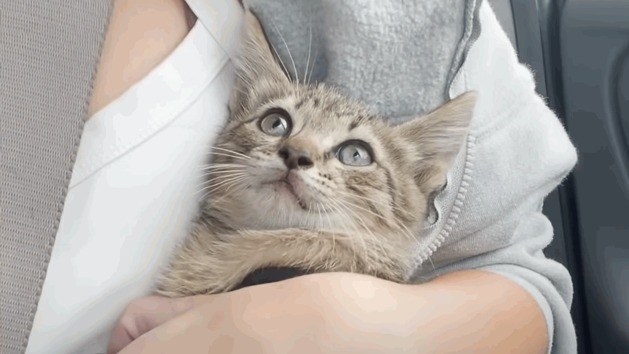 A dad who doesn't like cats ends up rescuing a tiny kitten from under a car on the road.