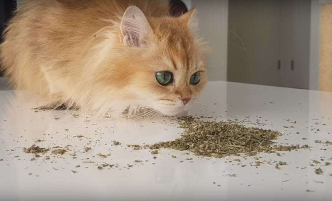 WHAT DOES CATNIP DO? - Getting High With Smoothie The Cat