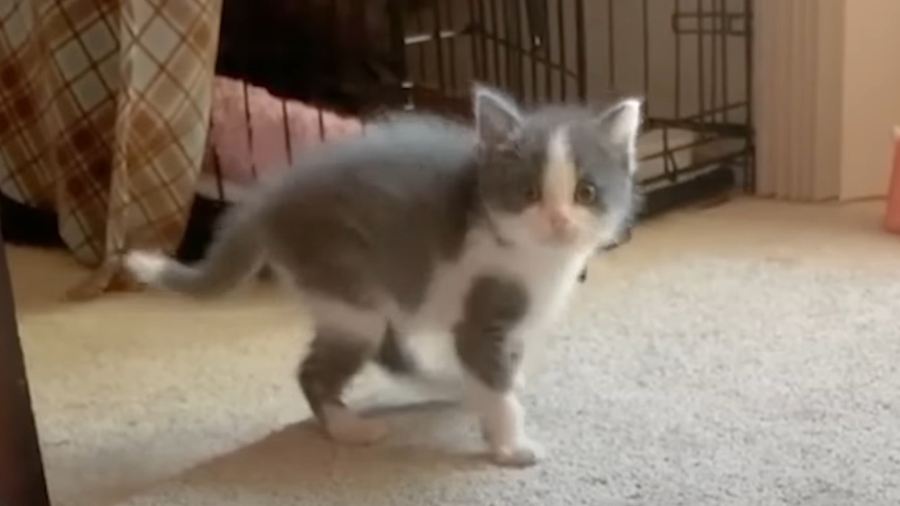 Wobbly foster kitten won the hearts of everyone in the house and became a foster fail.