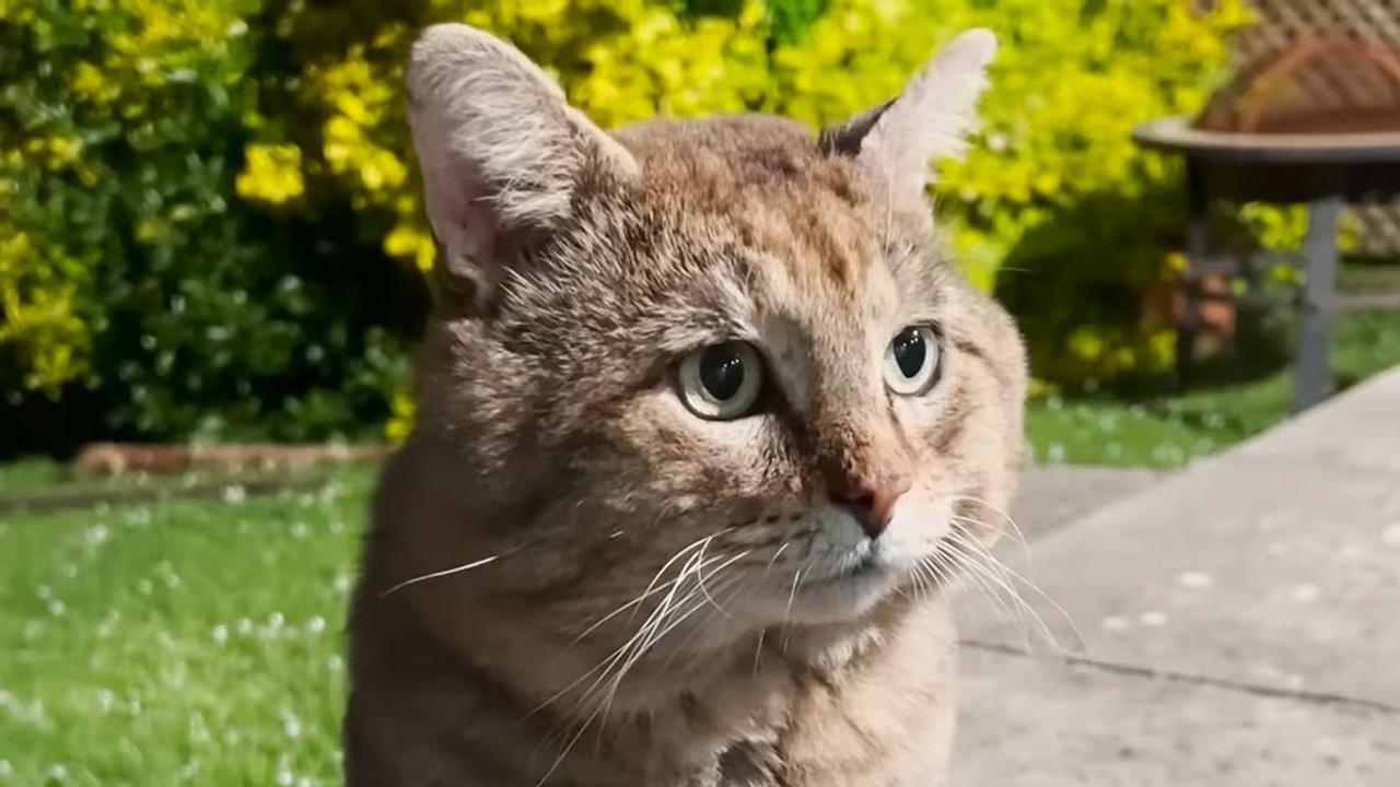 Hissy stray tomcat takes a year to come inside the house