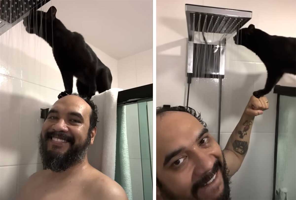 Cat loves to drink water from the shower on top of dad's head