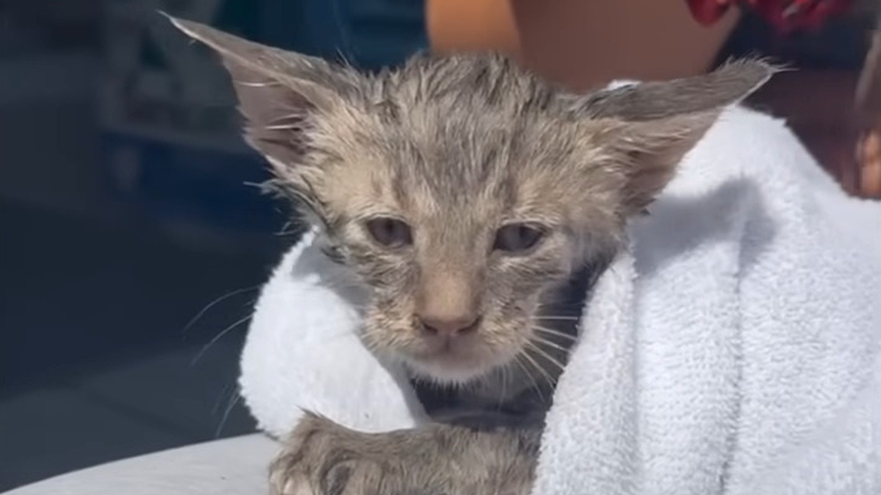 Woman jumps into water to rescue drowning kitten