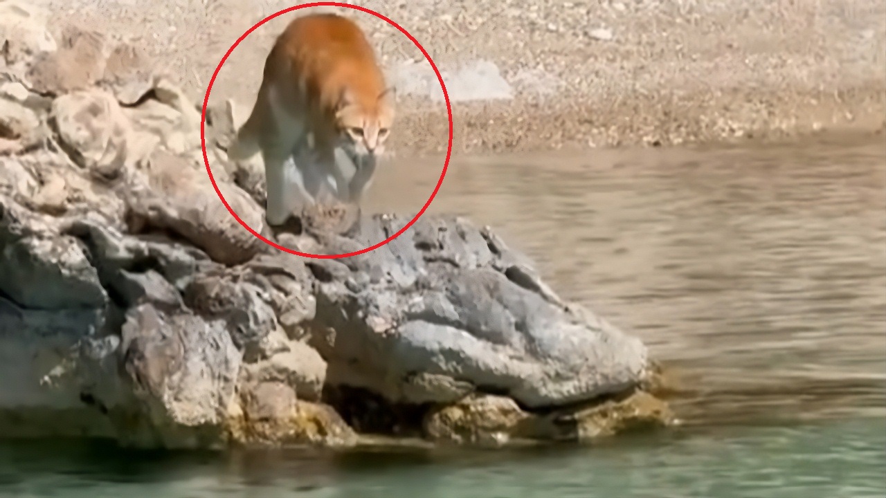 This adorable orange cat loves life on the boat.